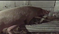 Mujer cachonda pervertida en el coño dándole un buen sabor a su cerdo dotado hasta que se corre con su polla dentro