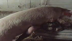 Mujer cachonda siendo objeto de burlas por un cerdo enorme