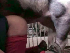 Vídeo de zoofilia gay con maldito dándole el culo a su cerdo a cuatro patas