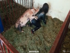 Morena caliente en video con cerdo comiendo y corriéndose en su coño