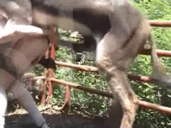 Follando con un burro travieso comiéndole el culo a un chico gay
