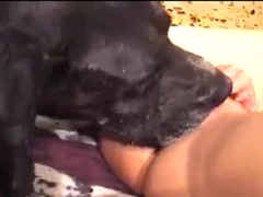Perro negro comiendo una rubia caliente