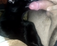 Mascota gato dando oral en propietario