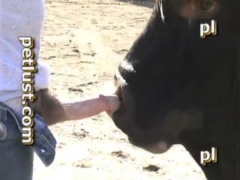 Puteando con una vaca en celo y un macho dotado