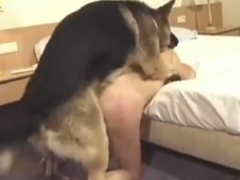 Perro pastor alemán comiendo corona y haciendo anal