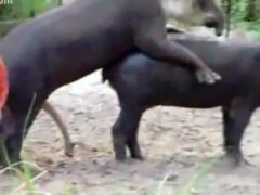 Pareja de tapires empalmando muy cachonda en publico
