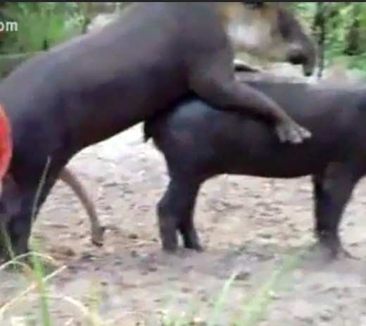 Pareja de tapires empalmando muy cachonda en publico