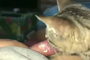 Porno con gato chupando la polla de un chico