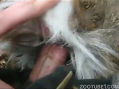 Video porno correrse en el coño de un perro porno