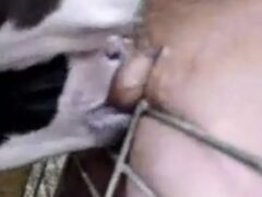 A un hombre le gusta recibir sexo oral de las vacas