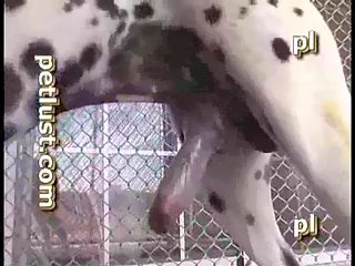 Zoofolia Brasil dotado perro comiendo gay