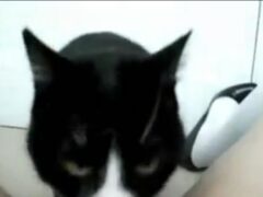 Aficionado porno de gato chupando coño