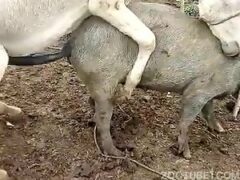 Burro follando con un cerdo muy travieso