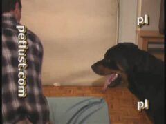 Gay travieso deja enorme perro follar su culo en el dormitorio