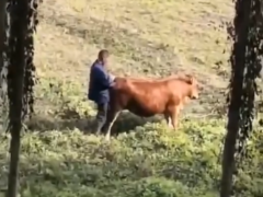Hombre follando vaca en celo y cum en su culo