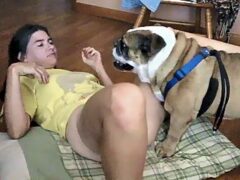 Perro de raza bulldog follando chica sexy