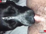 Vídeo porno de mujer recibiendo oral de perro