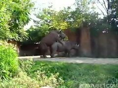Zoofilia sexo entre rinocerontes enormes