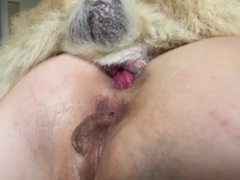 Grabado a mi mujer haciendo anal con perro pequeño