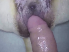 Hombre travieso hace video follando perro sexy