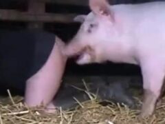 Mujer hace primer video con cerdo grande
