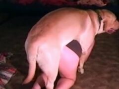 Perra culona adicta a follar perros