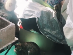 Ver video de gato follando con gata