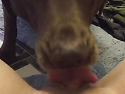 Hice aficionado video mostrando mi perro chupandome