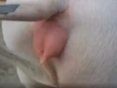 Mexicano follando cerdo hembra del coño grande
