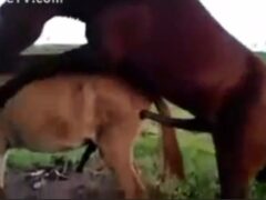 Porno mexicano de sexo entre animales de granja