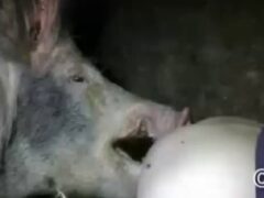 Cerdo gigante lastimando el culo del granjero gay