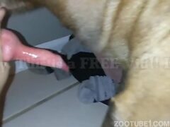 Hombre travieso masturbando la polla de su perro
