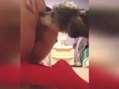 Mujer traviesa frota su culo en la cara del perro