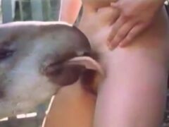 Sexo intenso con un tapir de 40cm