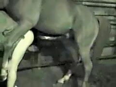 Las cámaras nocturnas muestran a un hombre gay follando con un caballo gigante
