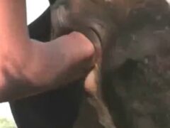 Lesbiana tetona mete todo su brazo en el coño de la vaca