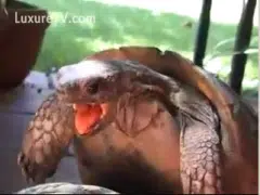Porno de sexo entre tortugas inédito